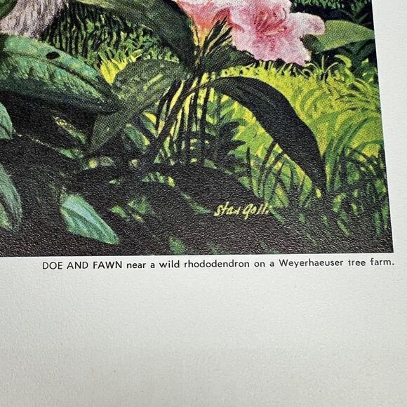 Doe and Fawn By Stan Galli Vintage Print Beautiful c. 1960 c/o Weyehaeuser Co. - Picture 3 of 4